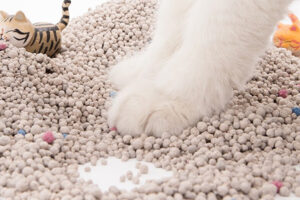 what is cat litter made of